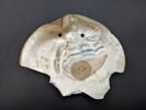 coquillage  ; pendentif, image 2/2