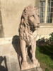 Lion, image 1/9
