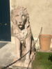 Lion, image 5/9