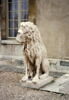 Lion, image 7/8