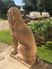 Lion, image 3/8