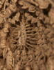 Grain de chapelet ou noix de prière : Dieu dans sa gloire ; le Jugement dernier, image 6/10