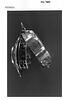 Montre ovale lobée, image 6/8