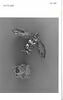 Montre en forme de fleur, image 5/9