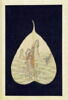 Album représentant vingt luohan 罗汉, image 2/30