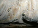 Console, d'une paire (avec OA 12011), image 11/28