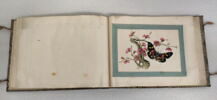 Petit album de peintures d'exportation: fleurs, oiseaux et insectes, image 9/31