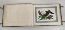 Petit album de peintures d'exportation: fleurs, oiseaux et insectes, image 16/31