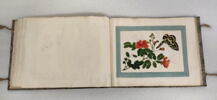 Petit album de peintures d'exportation: fleurs, oiseaux et insectes, image 17/31