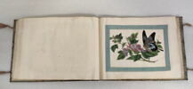 Petit album de peintures d'exportation: fleurs, oiseaux et insectes, image 18/31