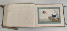 Petit album de peintures d'exportation: fleurs, oiseaux et insectes, image 19/31