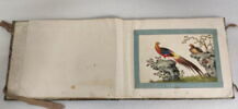 Petit album de peintures d'exportation: fleurs, oiseaux et insectes, image 26/31
