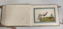 Petit album de peintures d'exportation: fleurs, oiseaux et insectes, image 27/31