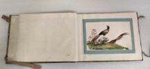Petit album de peintures d'exportation: fleurs, oiseaux et insectes, image 28/31