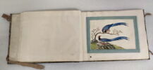 Petit album de peintures d'exportation: fleurs, oiseaux et insectes, image 29/31