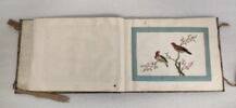 Petit album de peintures d'exportation: fleurs, oiseaux et insectes, image 30/31