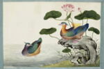Petit album de peintures d'exportation: fleurs, oiseaux et insectes, image 3/31