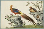 Petit album de peintures d'exportation: fleurs, oiseaux et insectes, image 1/31
