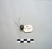 intaille, image 2/2