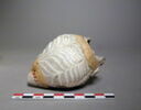 vase, image 1/2