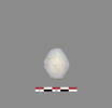 perle, image 1/3