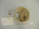 vase, image 1/5