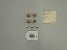 boucle d'oreille  ; bijou, image 1/2