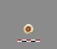 rondelle, image 2/3