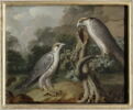 Deux faucons, image 1/2