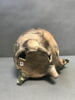 marmite tripode, image 3/4