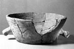 cuvier, image 4/4