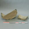 cuvier, image 6/10