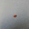 perle, fragment, image 1/2