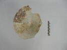 verre à jambe à bouton, image 3/4