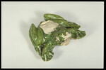 Grenouille de fontaine, image 6/8