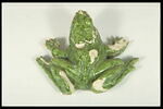 Grenouille de fontaine, image 7/7