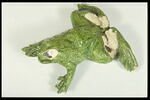 Grenouille de fontaine, image 6/8