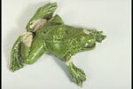 Grenouille de fontaine, image 7/8