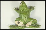 Grenouille de fontaine, image 8/8