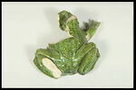 Grenouille de fontaine, image 8/8