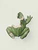 Grenouille de fontaine, image 1/8