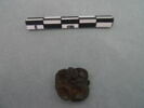 cupule, image 1/3