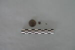 cupule ; clou, image 3/3