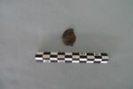 cupule ; clou, image 1/3