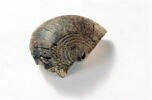 bol, fragment, image 2/2