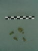plaque, fragment, image 3/3