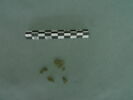 plaque, fragment, image 2/3