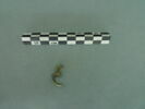 anneau, image 1/3