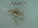 vitrail, image 2/3