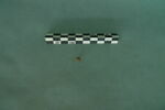 perle, image 2/3